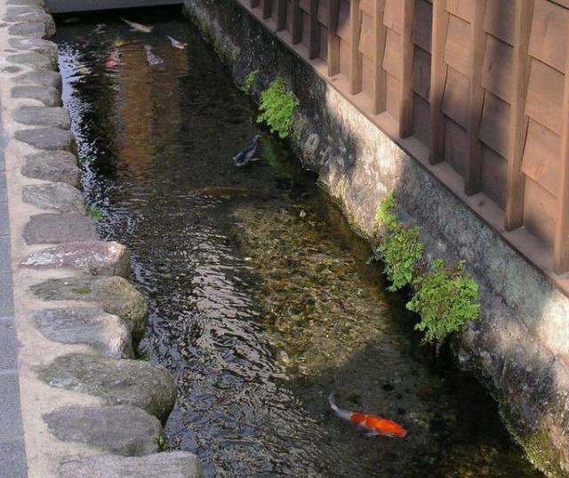 日本锦鲤