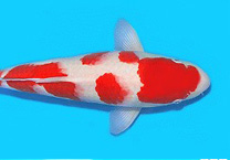 锦鲤鱼是怎么睡觉的呢