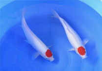 养锦鲤鱼真的能改善风水财运吗