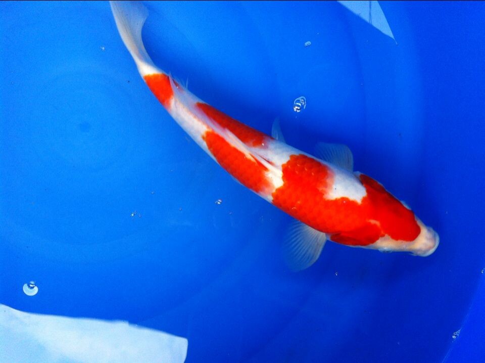 纯正血统精品优质锦鲤60cm适合别墅鱼池养殖华鲤锦鲤