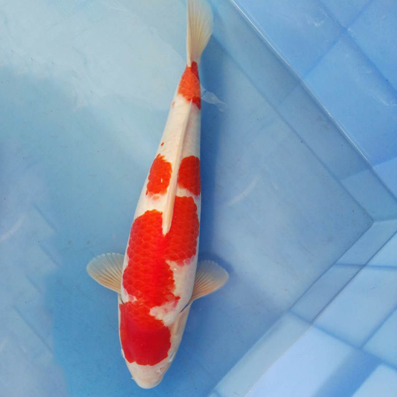 华鲤锦鲤渔场直销纯种锦鲤红白45cm鱼缸鱼池都适合养