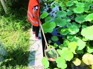  公园锦鲤翻肚皮引游客心疼 园方：或和天气有关 已撒药换水