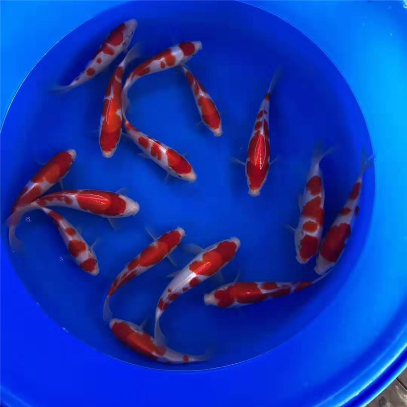 纯正血统日本松江锦鲤渔场出产红白锦鲤25cm