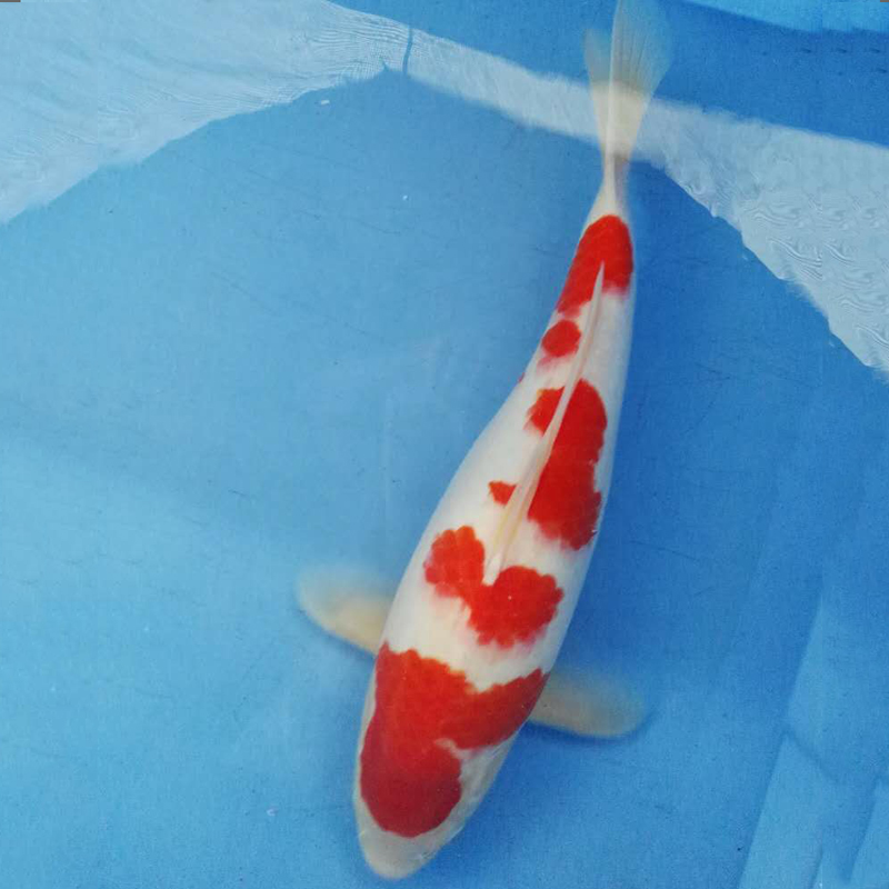 大型淡水观赏鱼纯种日本锦鲤红白锦鲤50cm