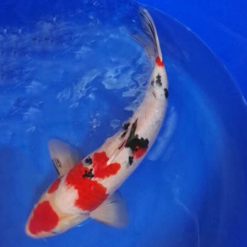 大型淡水观赏鱼日本纯种锦鲤大正45cm