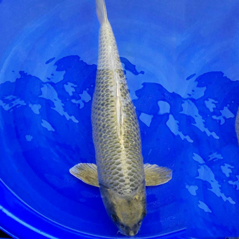 风水鱼日本锦鲤活体纯种黄金锦鲤古典黄金65cm