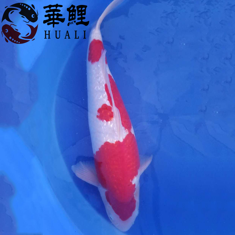 大型观赏鱼日本锦鲤活体红白68cm