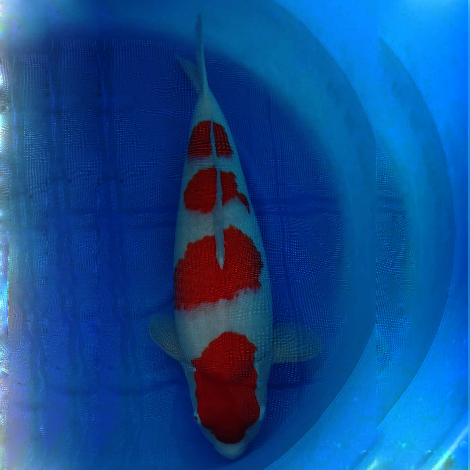 风水鱼日本锦鲤活体红白锦鲤65cm
